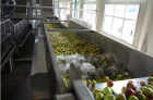 Fruit And Vegetable Washer