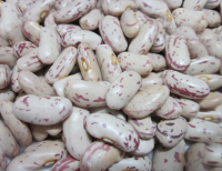 Light Speckle Kidney Bean