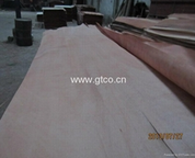 Gluta Veneer