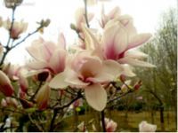 Fresh Cut  Magnolia Denudata