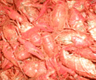 Shelled Shrimp