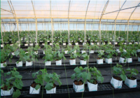 Agricultural Greenhouses    FM8000-1232FV