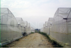 Agricultural Greenhouses    XS-FM9000EM